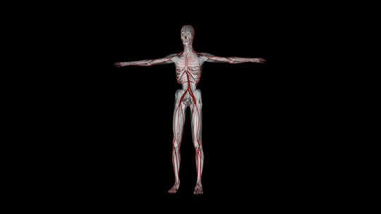人体解剖学-血管