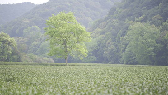 茶茶叶红茶艺采茶泡茶红茶山春茶道茶园农业