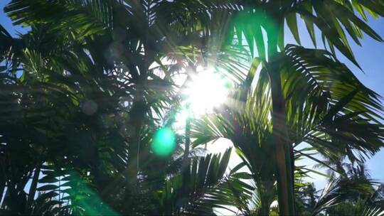 透过棕榈树叶的阳光
