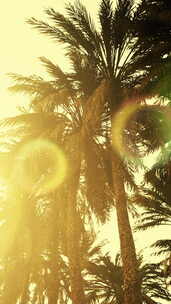 天空晴朗阳光灿烂的椰子树下