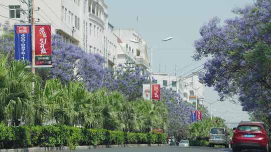 街道蓝花楹与车辆景象