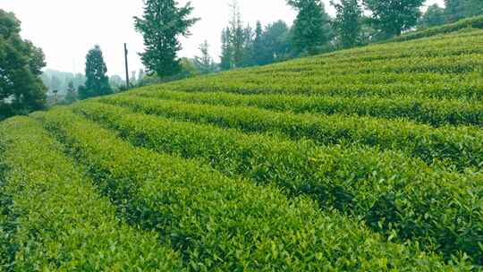 茶叶茶厂绿茶采摘茶园