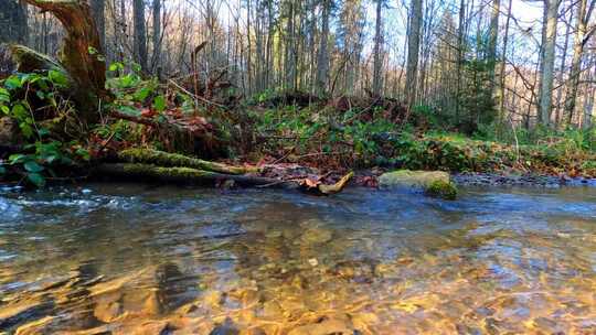 森林小河里清澈的流水 唯美自然