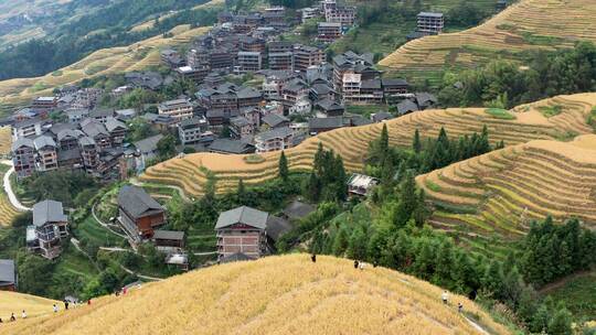 金秋龙脊梯田景区风光4K航拍