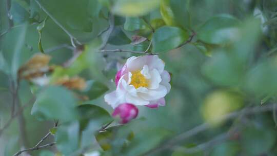 茶梅花开