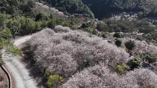 中国广东省广州市从化区广州流溪红岭街梅花