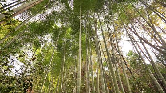 大自然风景美丽的竹海竹林竹子枝繁叶茂