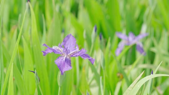 城市内的花——鸢尾花