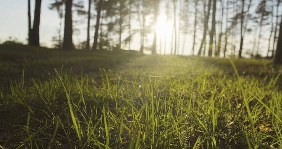 夕阳照射在树林草地上