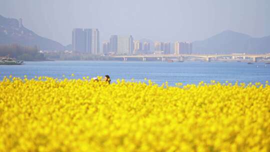 杭州富阳富春江江畔春天油菜花风景