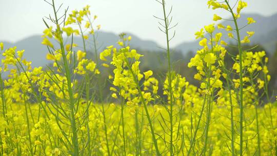 油菜花视频00988100