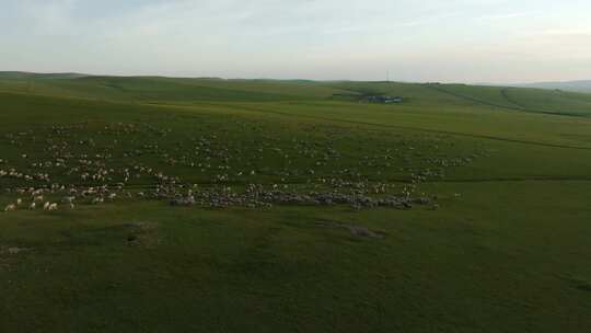 航拍呼伦贝尔草原牧场上的羊群