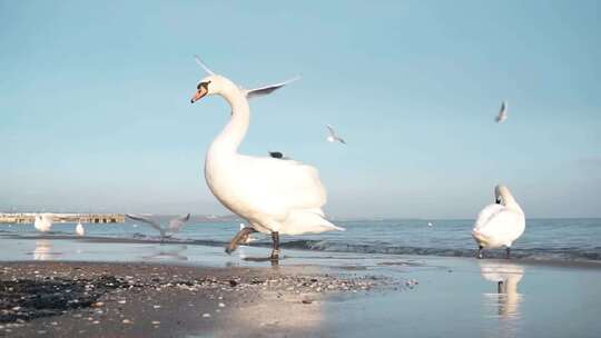 海边的天鹅海鸥视频素材模板下载