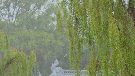 雨天雨水雨景树叶雨滴