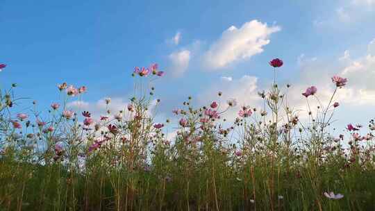 小清新鲜花阳光和雏菊野花波斯菊