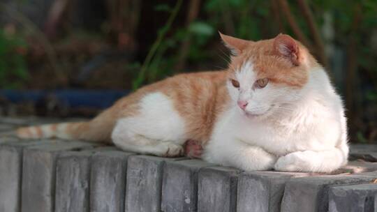 橘猫躺在窗台上休息