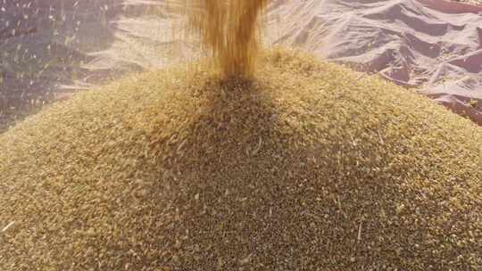 丰收的小麦从收割机里倒出