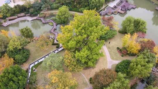 秋季银杏树 古树公园风光