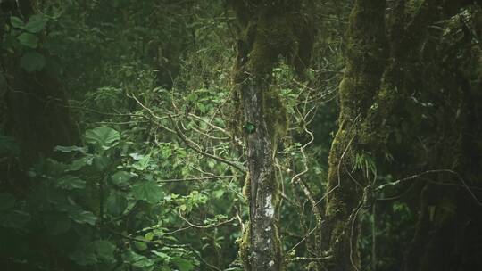 热带雨林景观