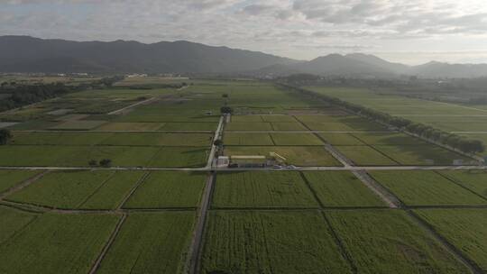 丝苗米种植基地