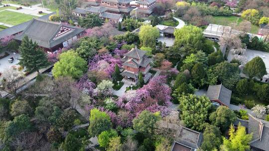 航拍西安青龙寺春季樱花盛开