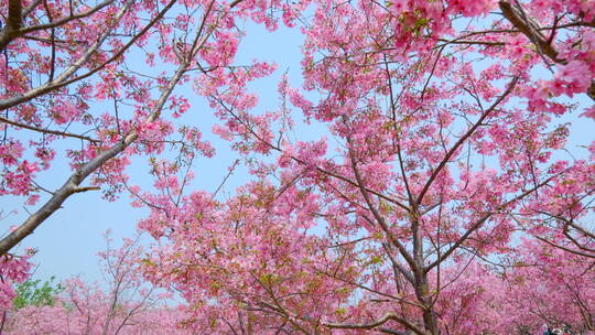 樱花树林春暖花开满树开满鲜花