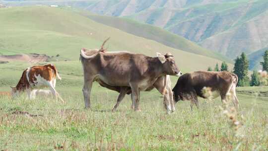 大草原上吃草的牛