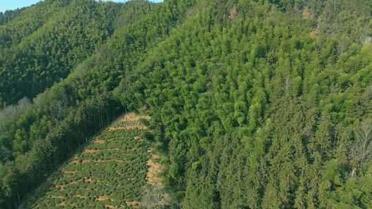 皖南山区山上的竹林与高山茶园