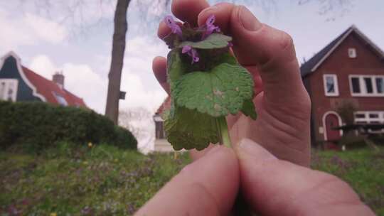 一只手触摸住宅区后院花园采摘的报春花茎—