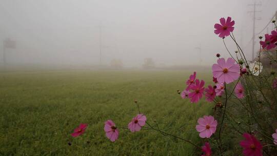 田野微风中摇曳的美丽的花朵 路边的野花