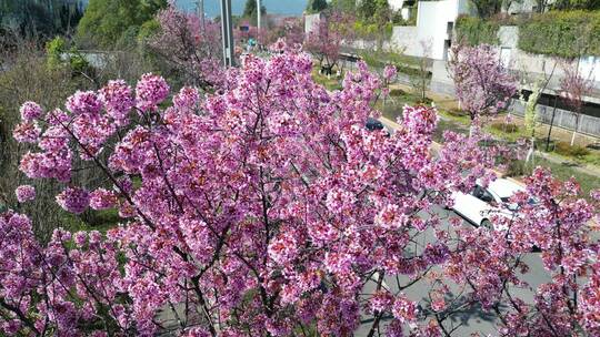 昆明红塔西路开满樱花