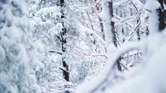 冬天雪景树林雾凇