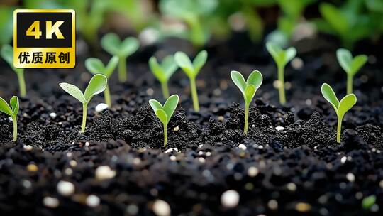 万物生长破土而出的生命力蓬勃生机生机勃勃