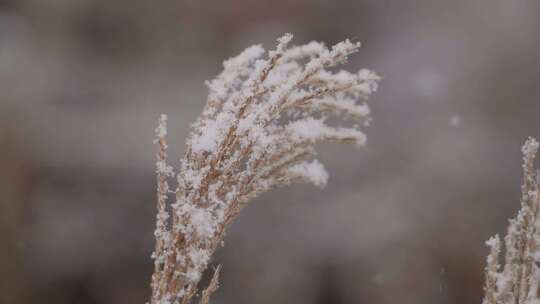 季节，树叶，雪，冬天