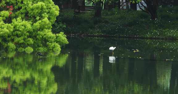 春天雨天杭州西湖水鸟白鹭栖息