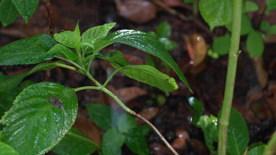 被雨水浇灌的绿植视频素材模板下载