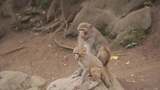 猴妈妈和猴宝宝高清在线视频素材下载