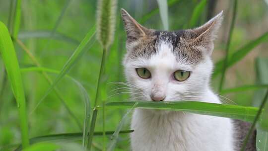 狸花猫特写，狸花猫吃草特写，中华田园猫