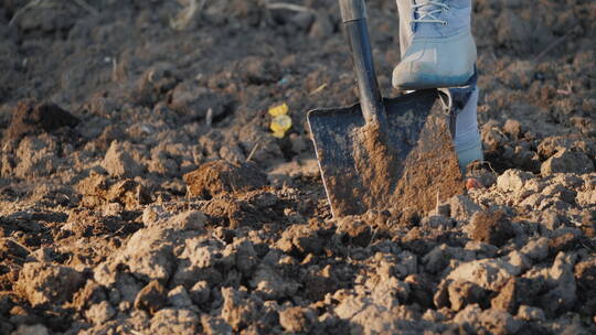 农民用铁锹铲土视频素材模板下载
