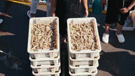 新鲜捕捞的皮皮虾