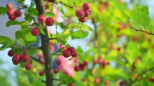 枝头红色果实特写