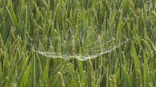 清晨水稻穗稻花上的蜘蛛网露珠视频素材模板下载