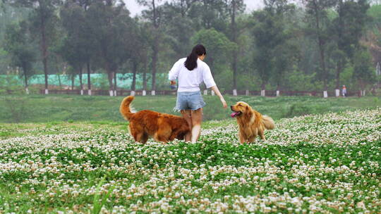 在春天鲜花草地上美女和金毛犬开心玩耍视频素材模板下载