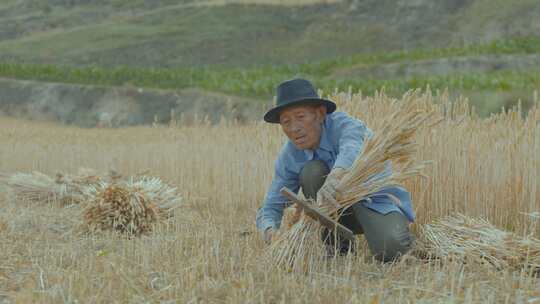 农民人工割麦子