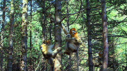 金丝猴妈妈抱着幼崽在树上视频素材模板下载