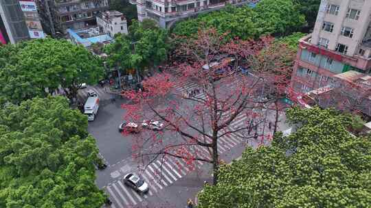 航拍广州陵园西路木棉花