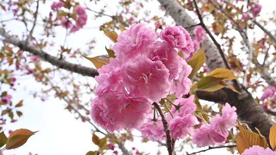 樱花园盛开的樱花