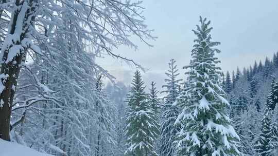 雾凇挂枝 银光闪烁 冰雪交织 山林冬景