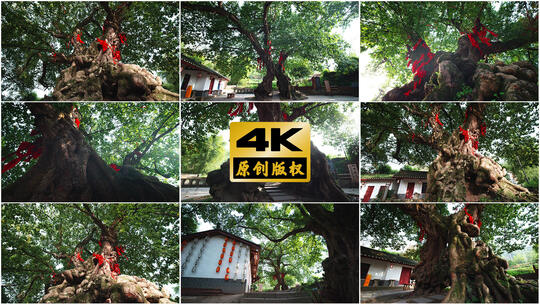 参天大树古树高清在线视频素材下载