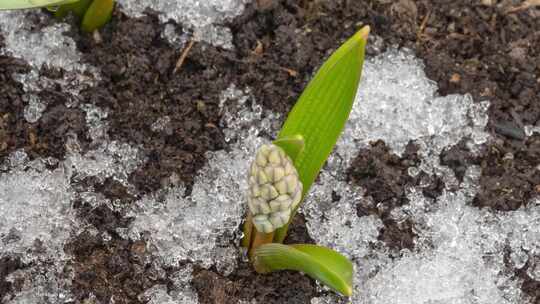 冰雪消融 冰凌融化瞬间